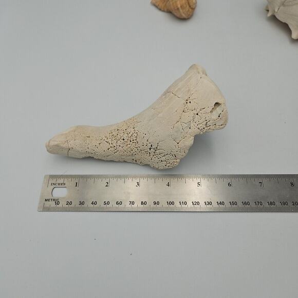 Lot Of Three Natural Sea Shells - Picture 7 of 8